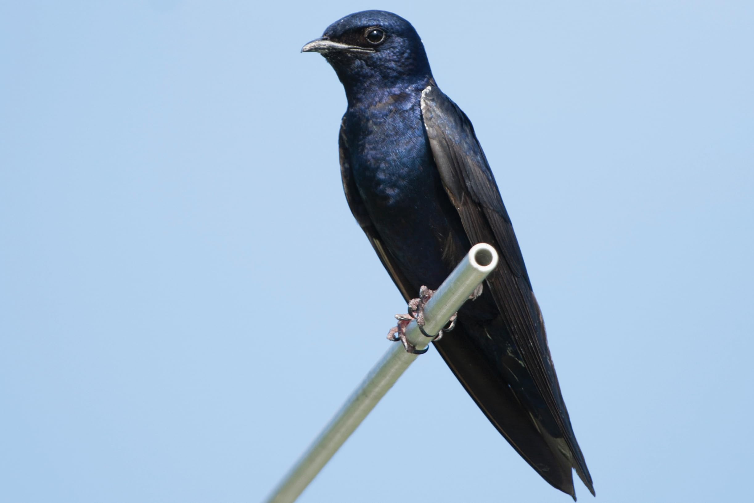 Purple Martin Conservation Association