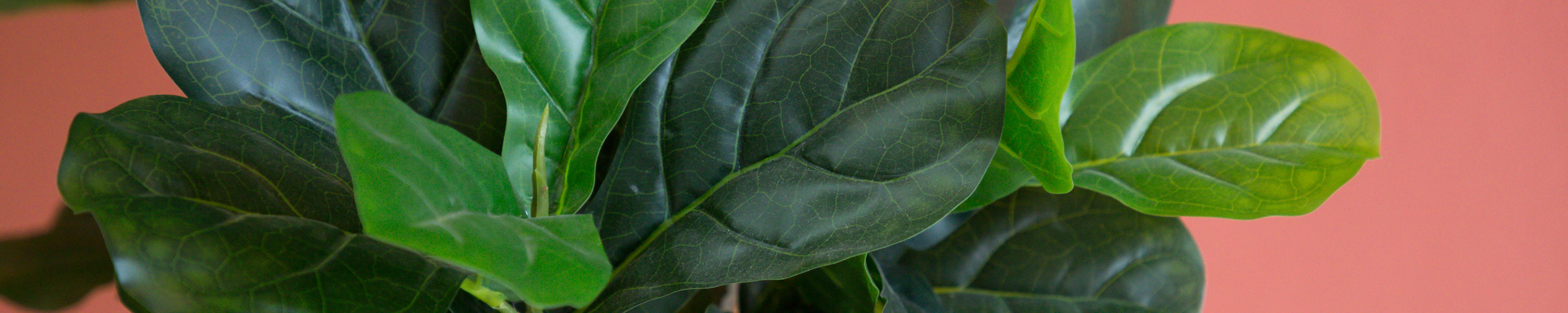 Amazon.de PflanzenKölle Zimmerpflanzen