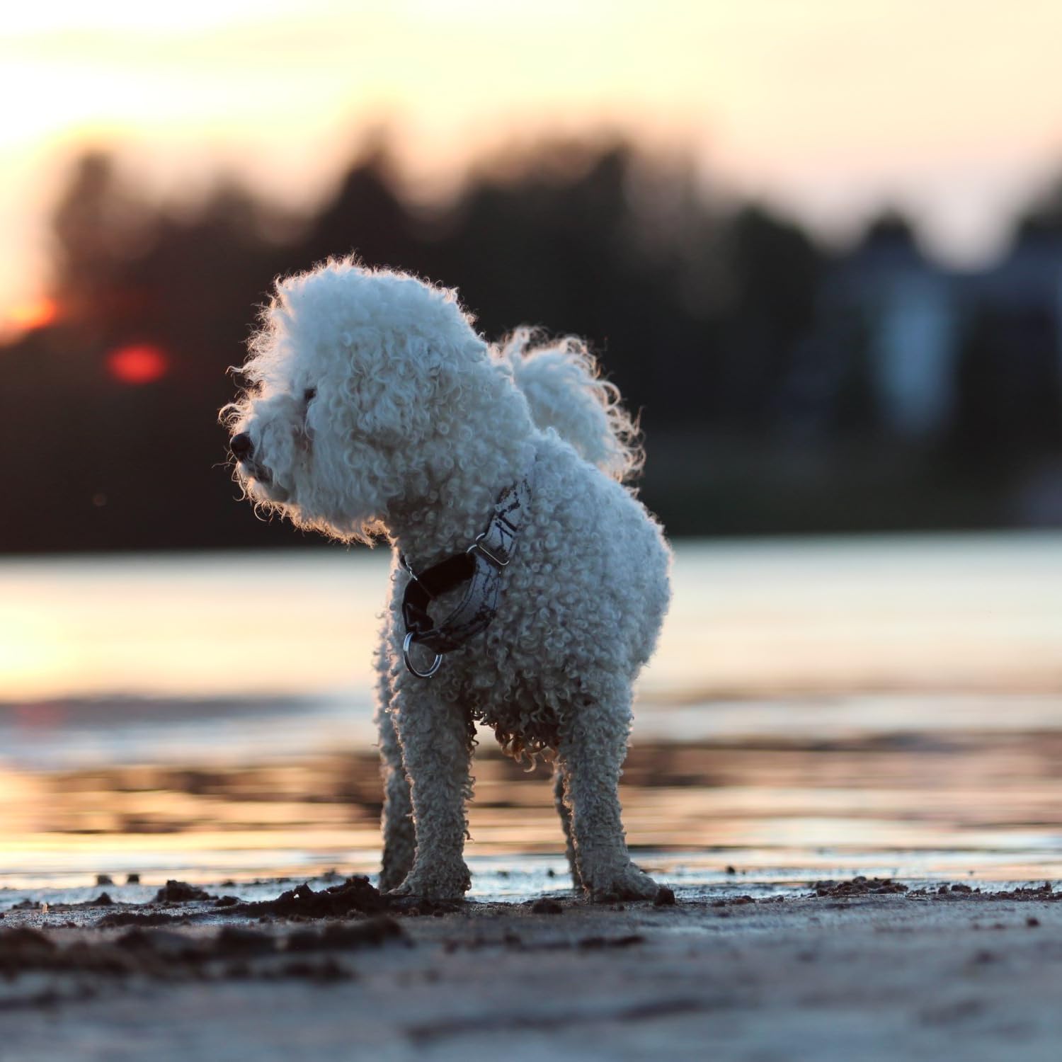 Eye Envy Shampoo & Facial Wash
