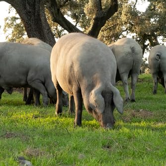 Amazon.es: LOS ROMEROS DE ALANÍS