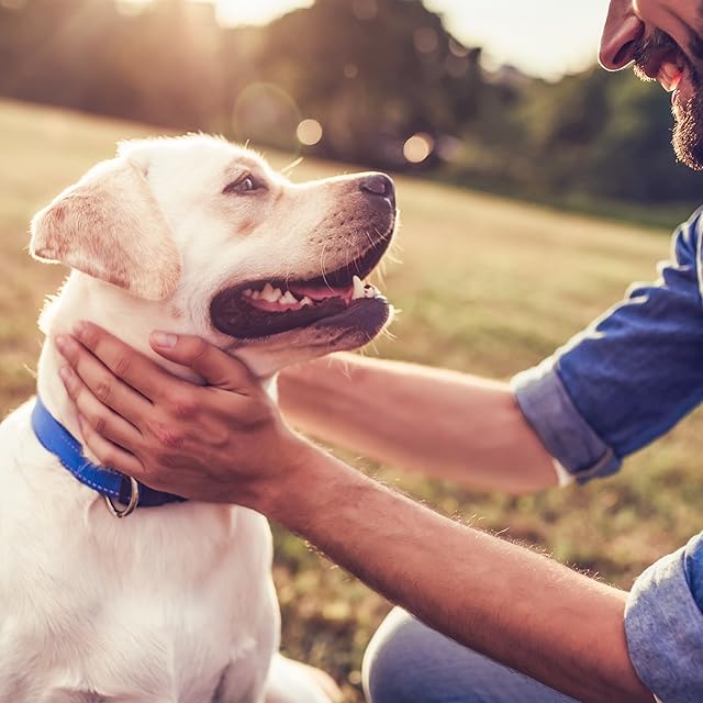 Amazon.com: Petrainer