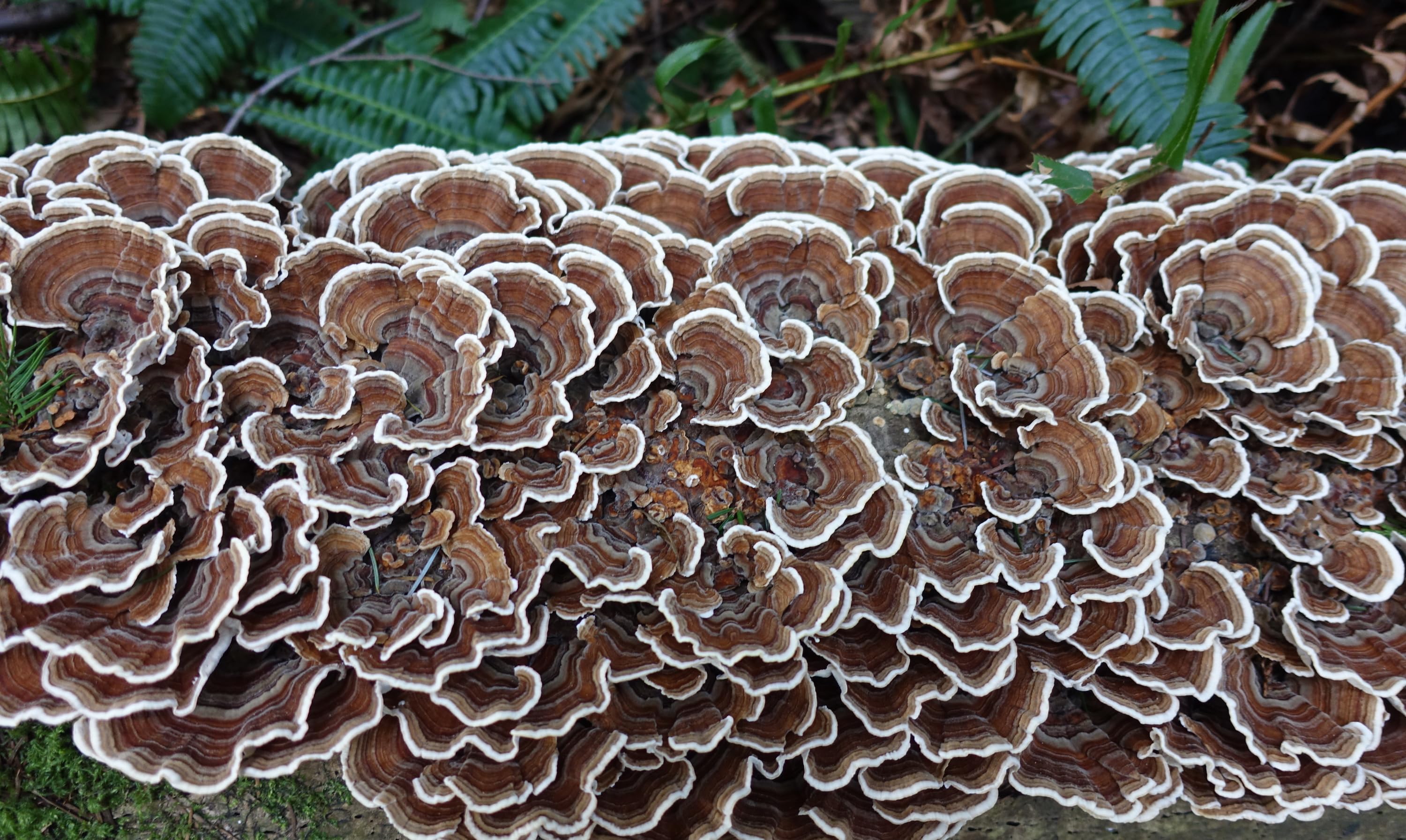 Amazon.ca Real Mushrooms Turkey tail mushroom
