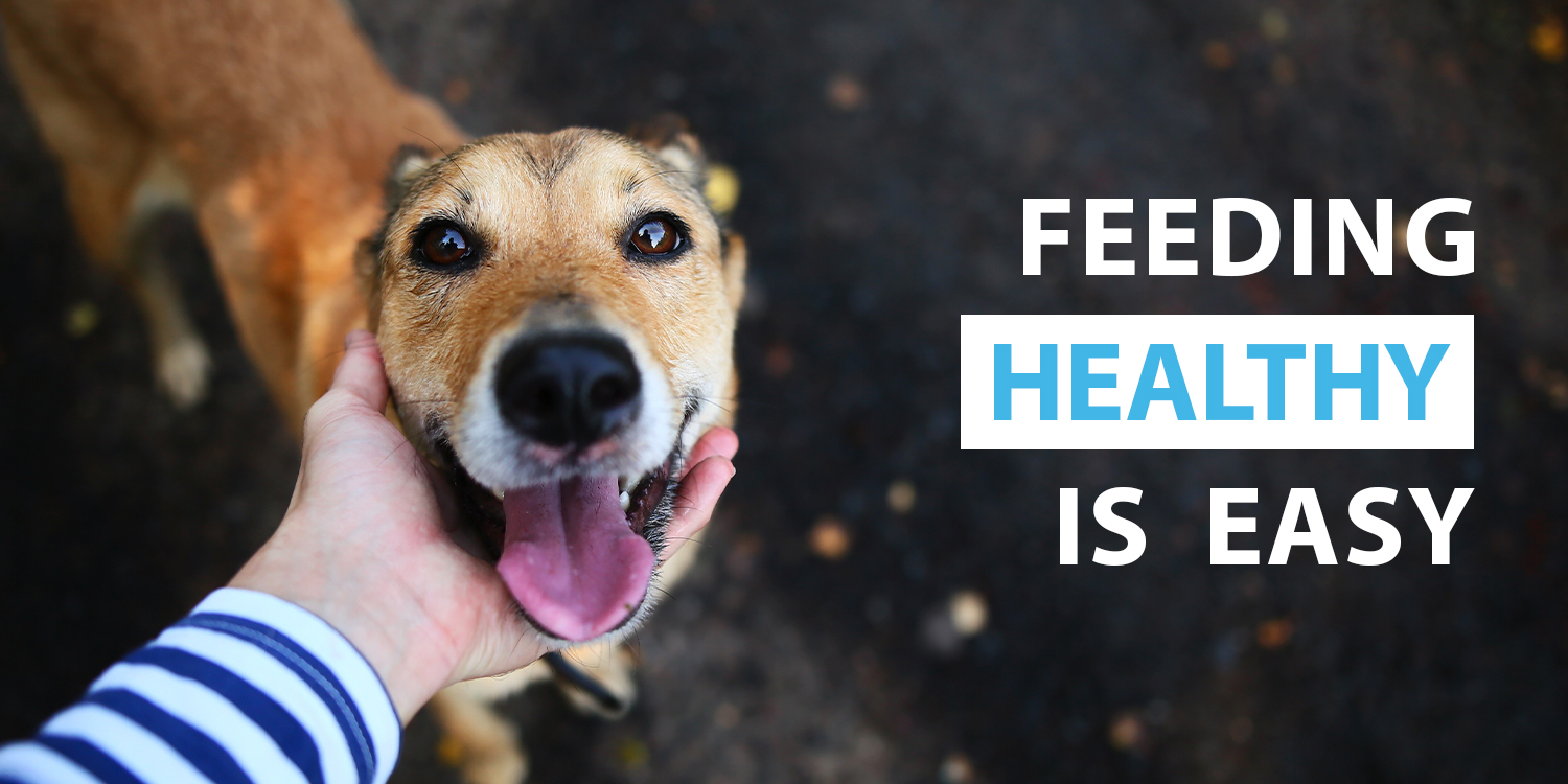 How Can I Tell If My Dog Is Getting Enough Oxygen