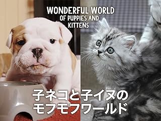 子ネコと子イヌのモフモフワールド