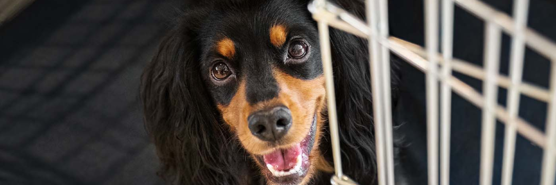 Amazon.de Lords & Labradors Heavy Duty Crates & Pens For Pets