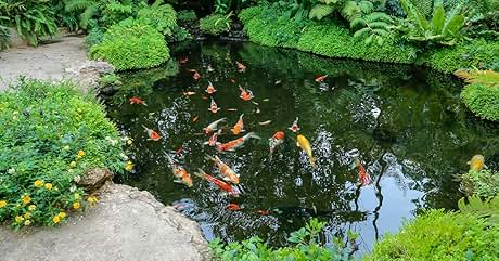Un exuberante estanque de jardín con coloridos peces koi nadando. Rodeado de musgo verde, plantas y un camino de piedra