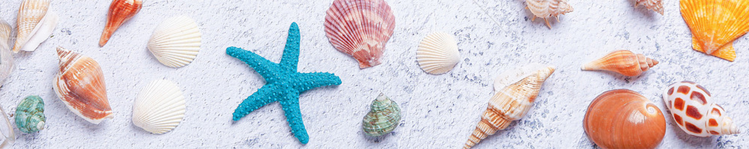 Amazon.co.uk: SKOOLOVE: large conch shells