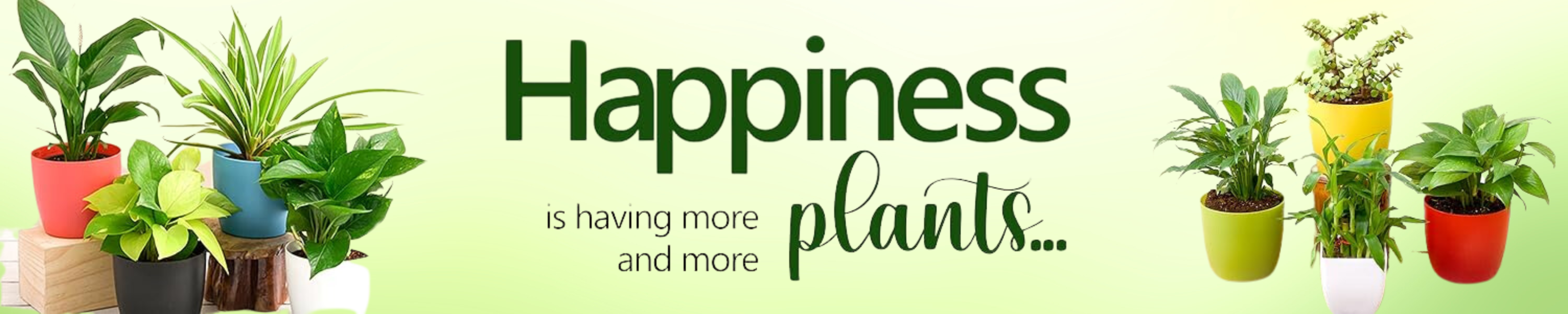 Amazon.in Jessa Greens Live Plants