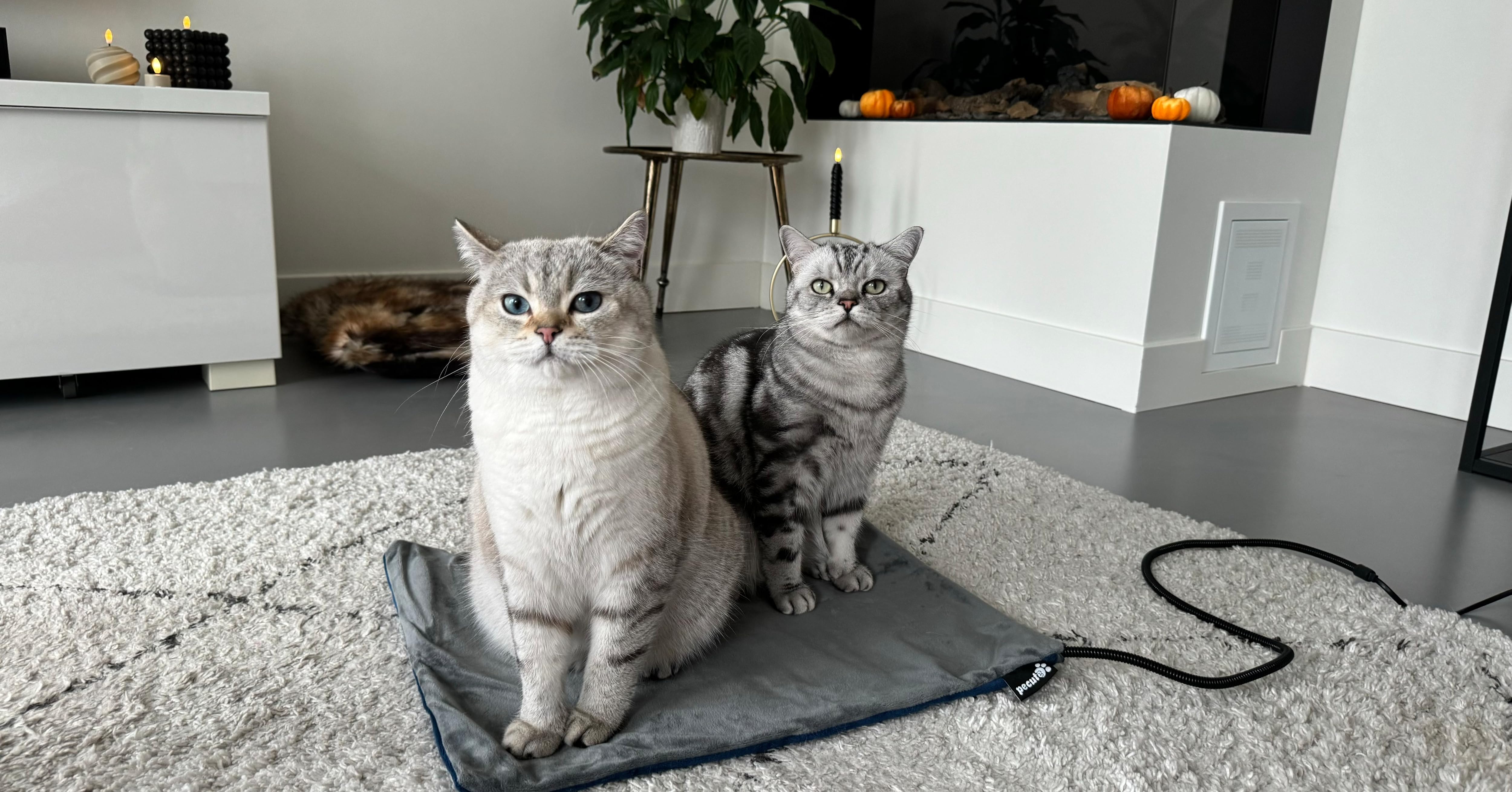 Due gatti, uno grigio e uno bianco, seduti su una stuoia grigia in un salotto moderno con mobili bianchi.