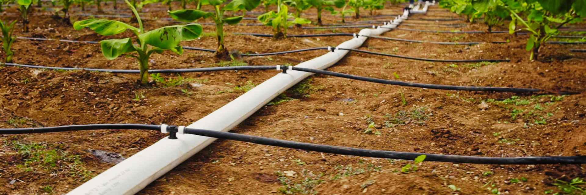 Amazon.in Netafim Drip Irrigation