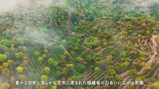 ポンの助 新品未開封 T2 紅茶 3つセット