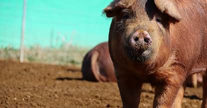 Amazon.co.jp: 肉チョモランマ 怪獣 アルバム 豪華盤 肉チョモ