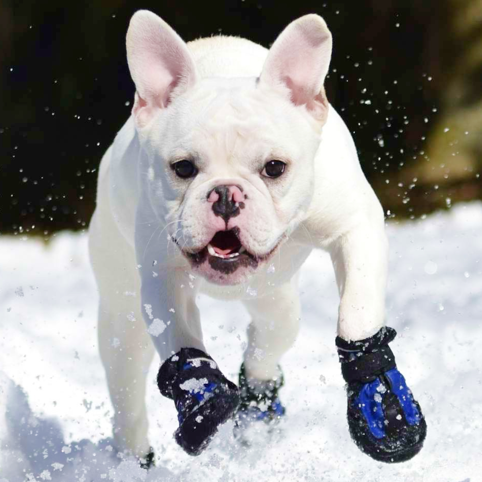 Snow Mushers スノーマッシャーズ サイズ1 グレー アルファアイコン 楽天市場】Snow Mushers スノーマッシャーズ : アイコンズ