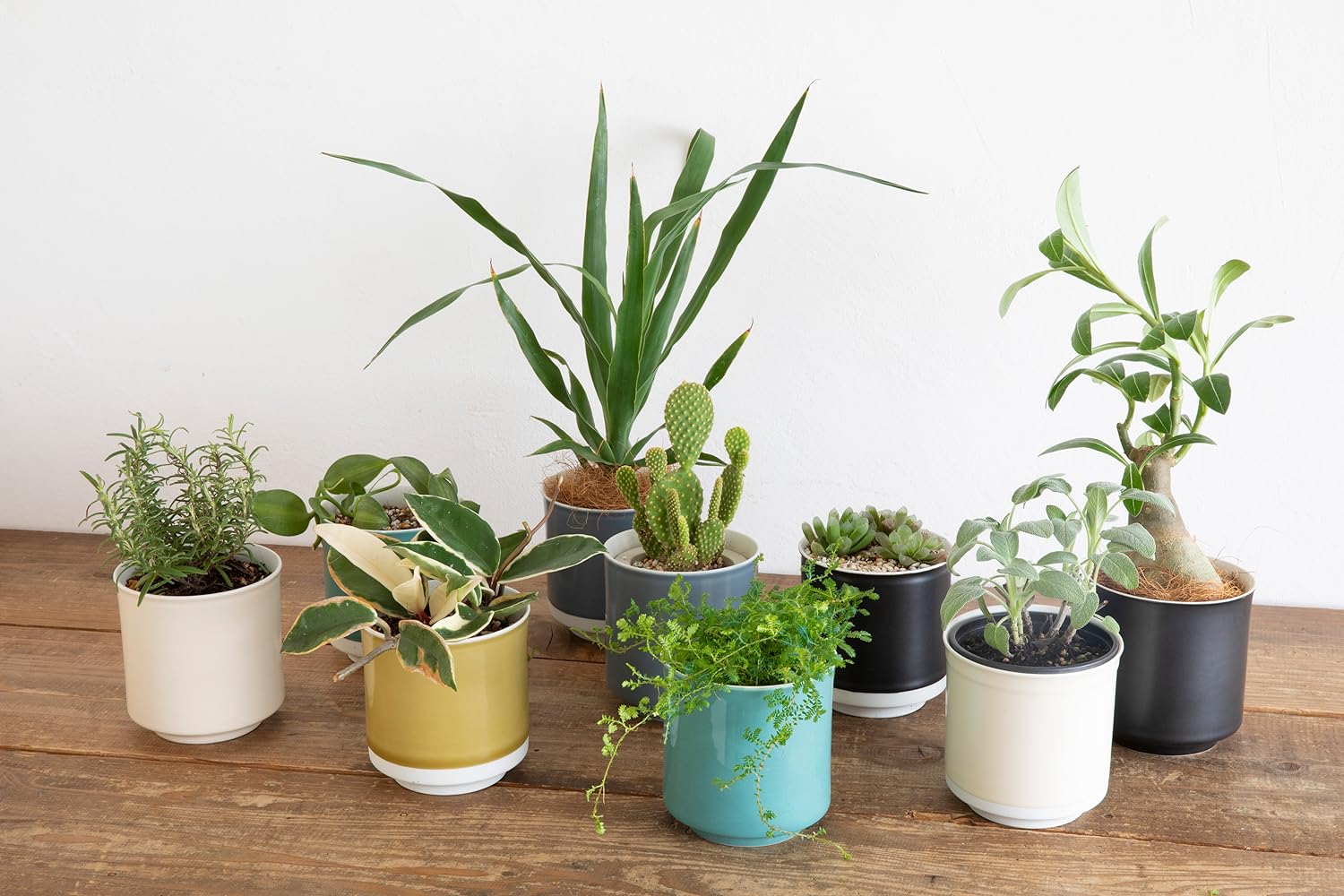 イノシシさん　　リーフ つり具の上州屋 - あなたのフィッシング＆アウトドアライフを