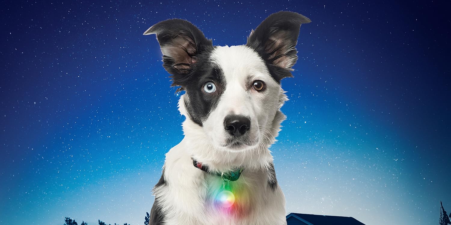 ペットと散歩 Amazon.co.jp: ナイトアイズ（Nite Ize）: ペット用ライト