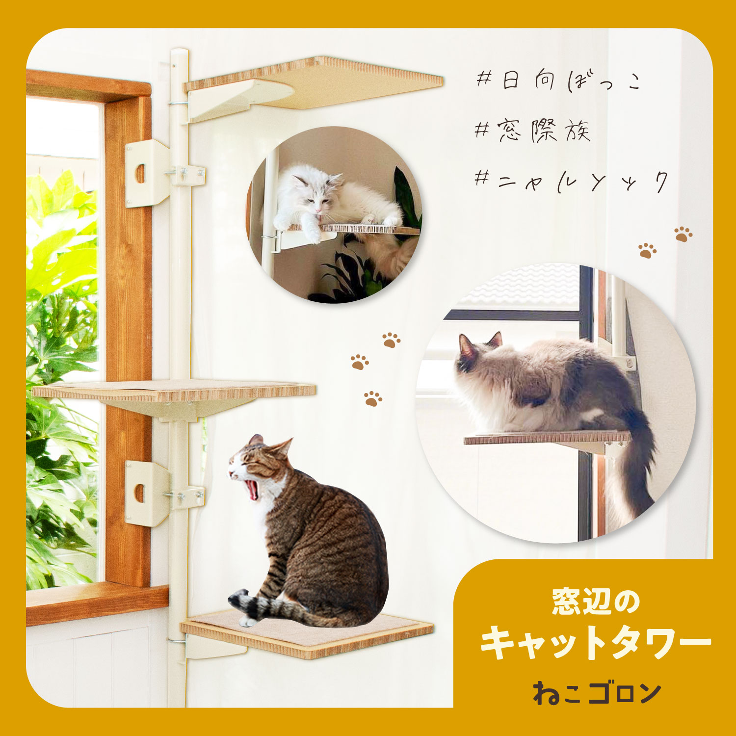 けあねこ(=^・^=)さま専用です♪ Amazon.co.jp: ねこゴロン