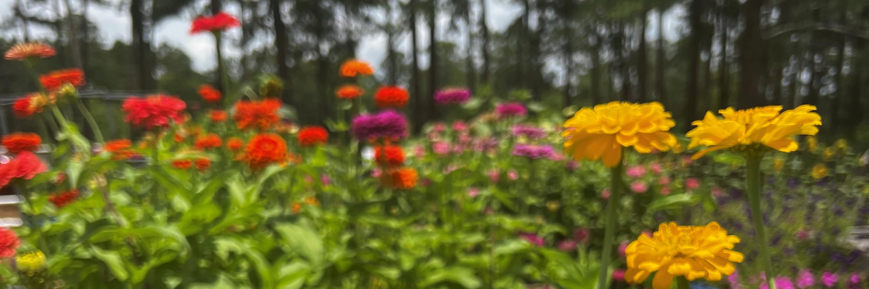 Hoss Seed Collections