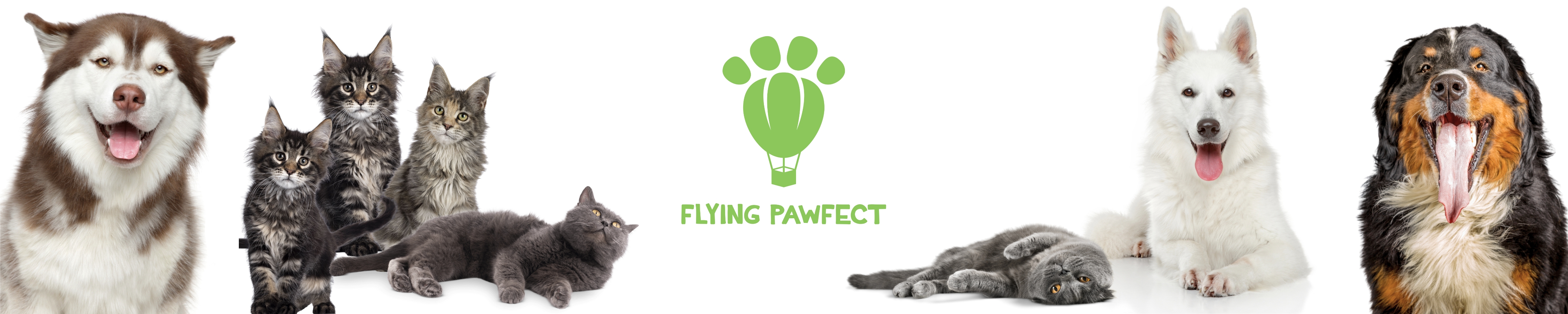 Flying Pawfect Curved Brushes
