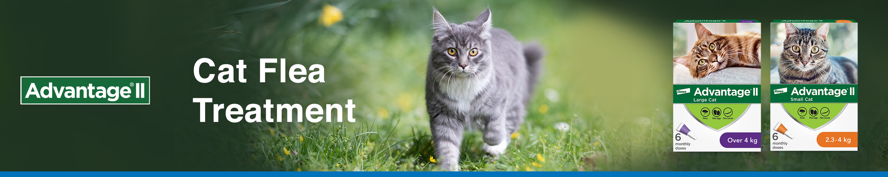 Amazon.ca Elanco Pet Care CAT FLEA PROTECTION