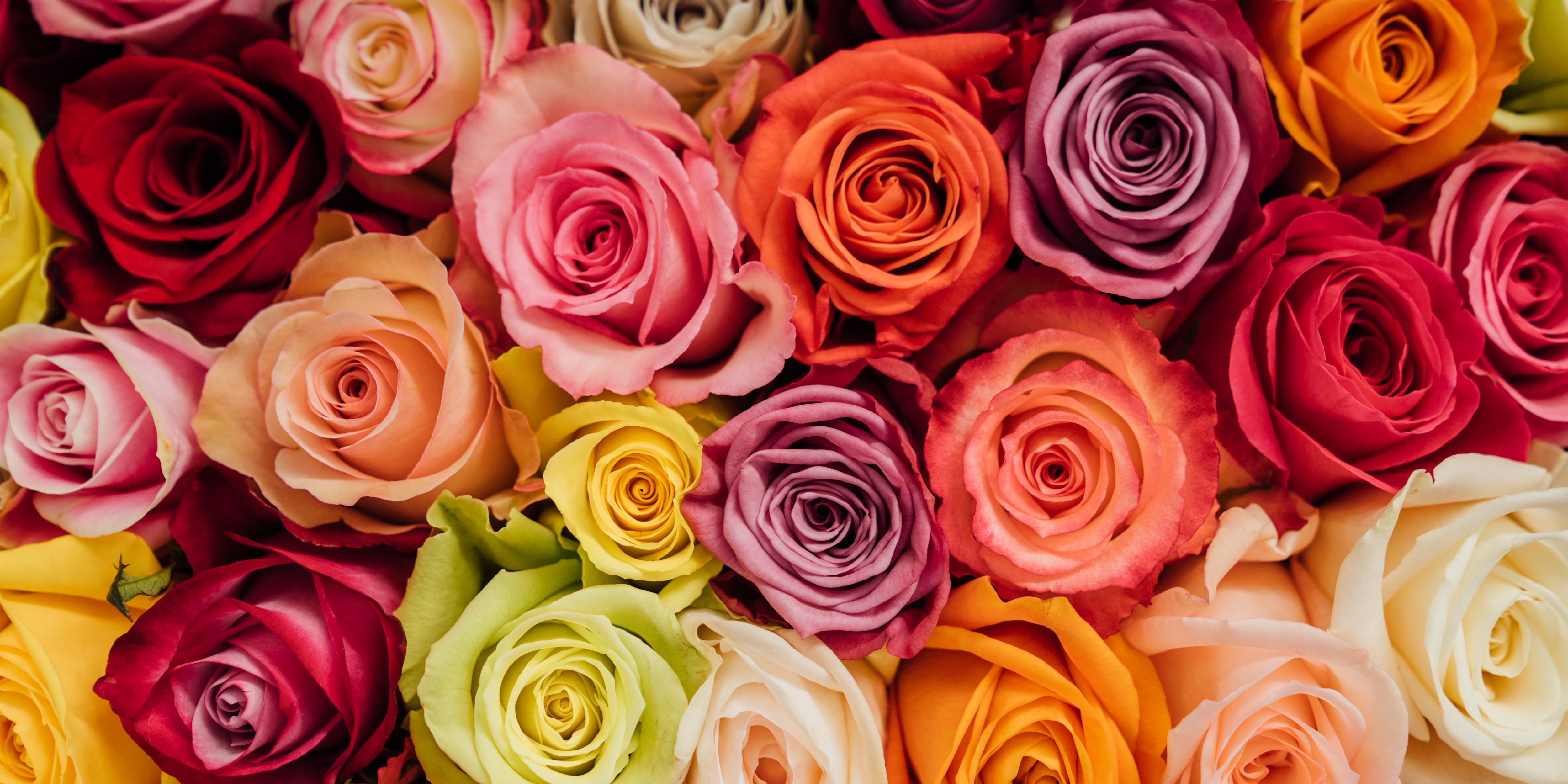 Rose Farmers Bestsellers