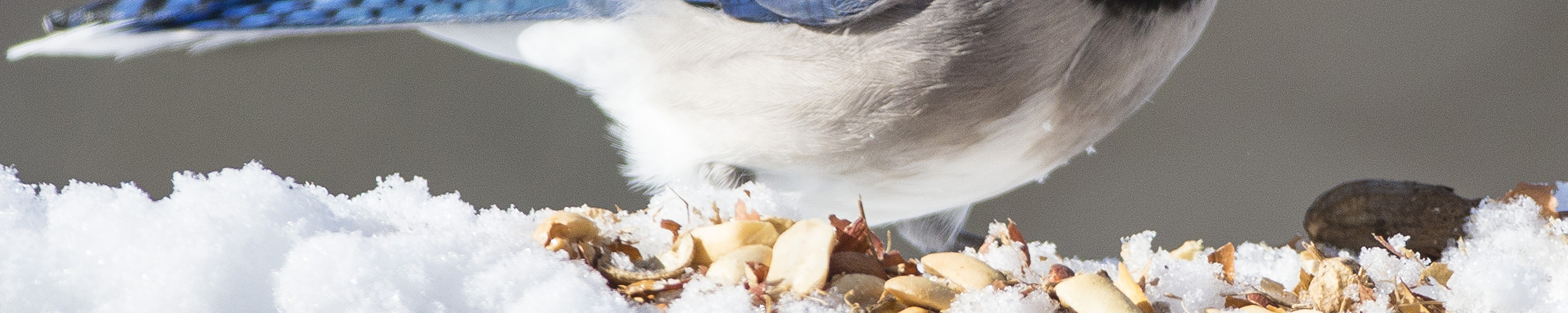 LUJII Solar Suet Cake Feeder