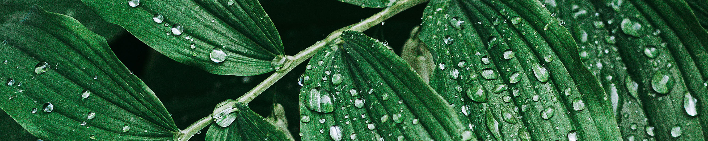 Nutshell Stores Bird Feeders + Houses