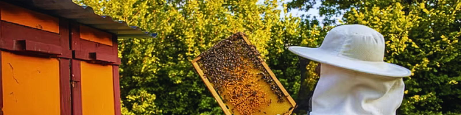 Amazon.com: Biovital