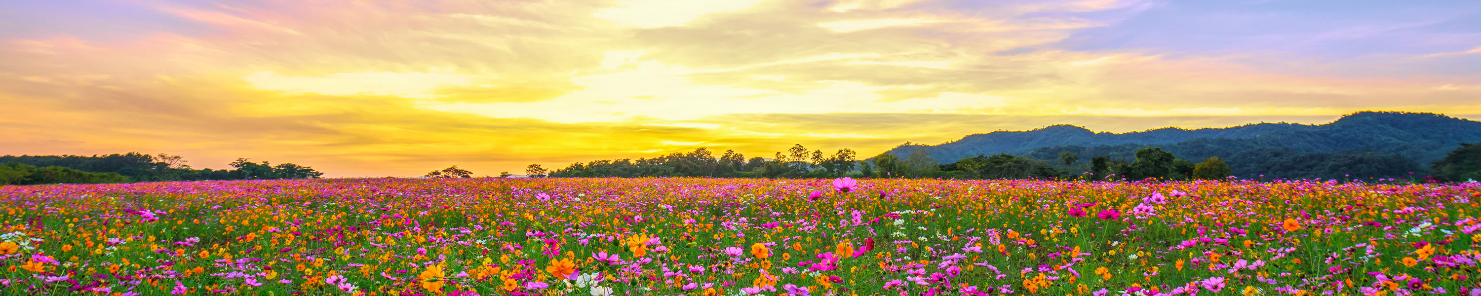 Eden Brothers Wildflower Seeds