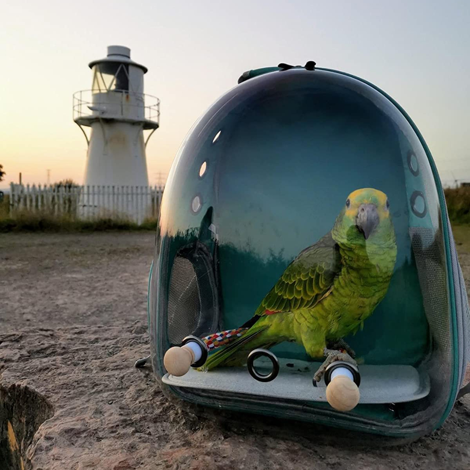 halinfer Clear Bird Backpack