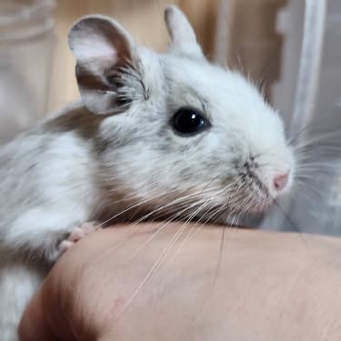 Amazon | EnergyPower 40センチ 超大型回し車 かじられず足が