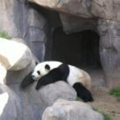 Amazon.co.jp: The End ライブ&トリビュート だってあの娘が好き