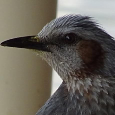 白いボールのファンタジー Amazon.co.jp: 白いボールのファンタジー: Music