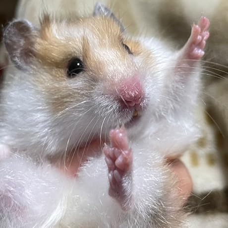 Amazon.co.jp: 桐10s 優待版 : PCソフト