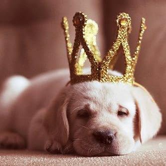 Amazon.co.jp: グレムリン2-新・種・誕・生- [Blu-ray] : ザック