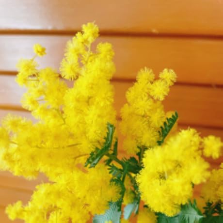 織部　NINKU-忍空- Blu-ray BOX1 & BOX2 Ninja Quadrologie 1-4 Deluxe-Edition Blu-ray (DigiPack