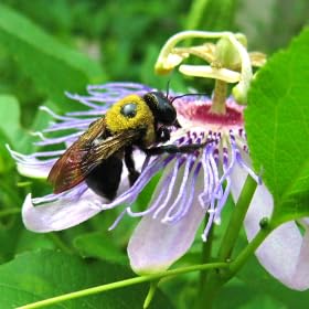 LuciJacobs profile picture