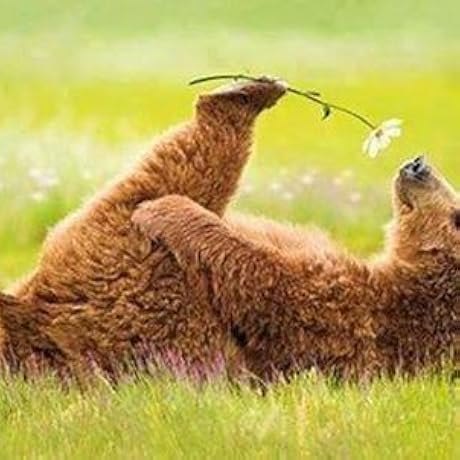 ahnu women's taraval walking shoe