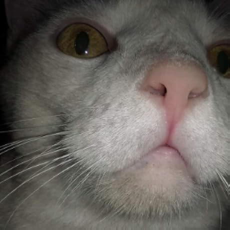 Amazon.co.jp: Ring (English Edition) 電子書籍: Suzuki, Koji