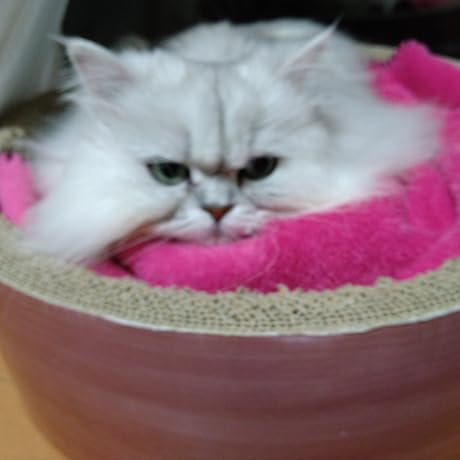 Amazon.co.jp: RemeeHi 猫 ブラシ2023新型 シンク付き ペット用ブラシ