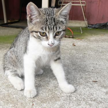 Amazon.co.jp: Moon River: ミュージック