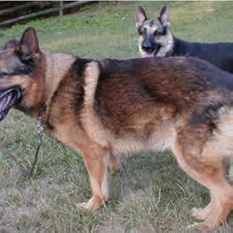 洋書 Digital Video and HDTV Algorithms and.. 610qjWUVguL._UF1000,1000_QL80_.jpg