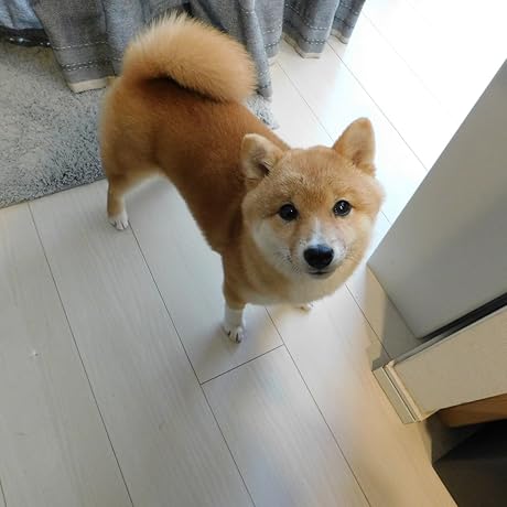 Amazon.co.jp: Church's BURWOOD WG Lace-up Shoes, light ebony