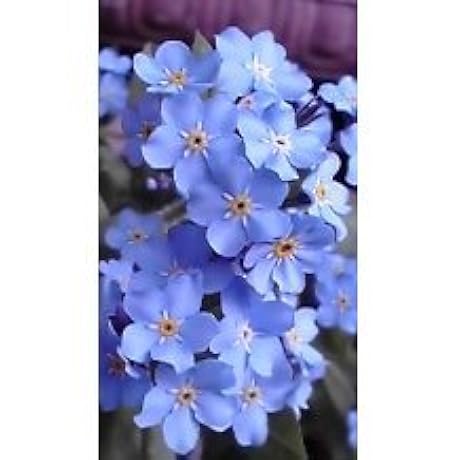 Amazon.co.jp: 夜会 VOL.5～花の色はうつりにけりないたづらに