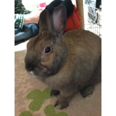 あちゃこさん専用　石野卓球 LUNATIQUE 石野卓球 ‎– Lunatique | 中古レコード通販・買取のアカル・レコーズ