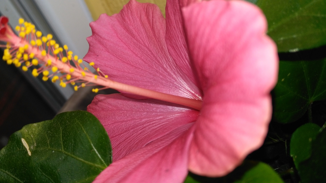 REVADY ASHOK books, biography, latest update