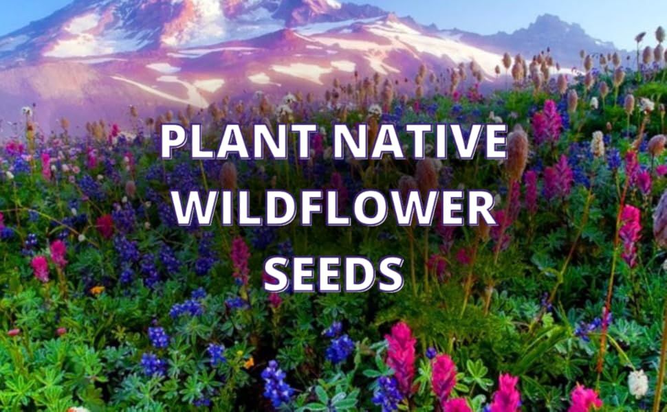 Wild Flower Seed UK 100 Mix Annual Meadow Plants Attracts Bees