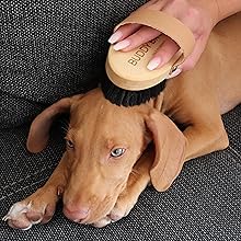 BUDDY BRUNO Hundebürste Kurzhaar mit 100% Naturborsten, Striegel für die tägliche Fellpflege