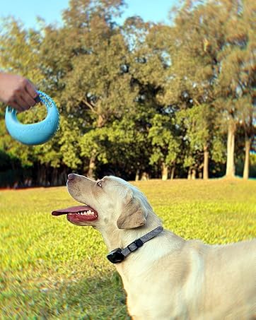 Dog Training Collar