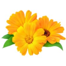 calendule extrait essentielle huile massage creme baume douleur