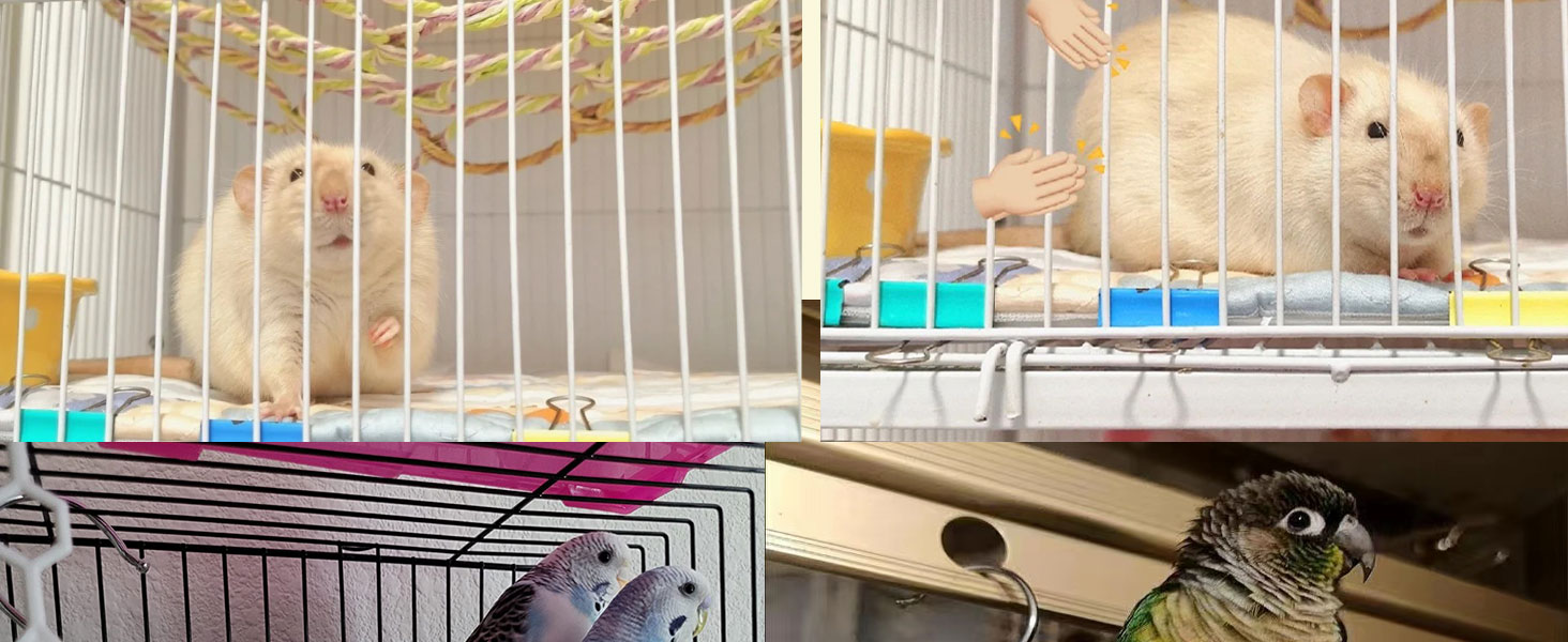 rat toys and accessories